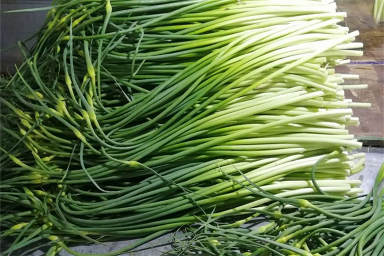 fresh garlic stem(图1)