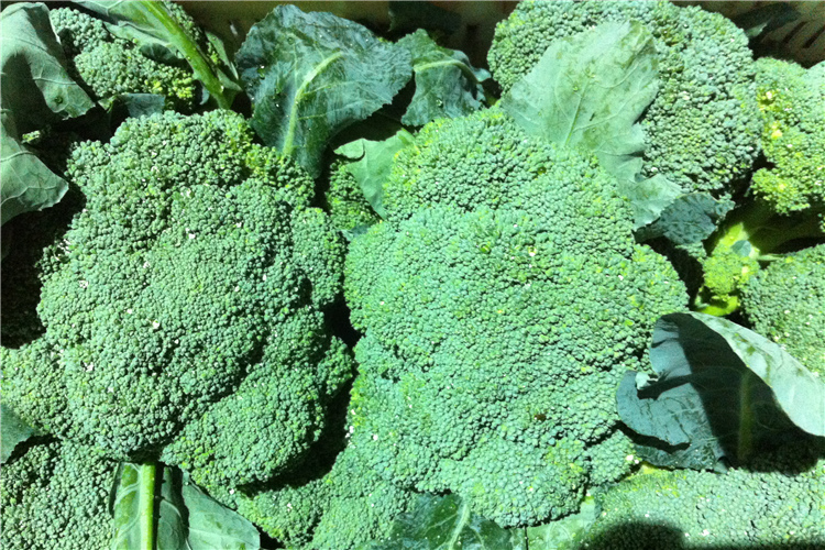 fresh broccoli(图1)