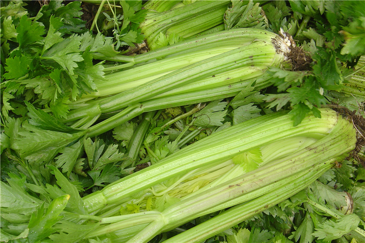 fresh celery(图1)