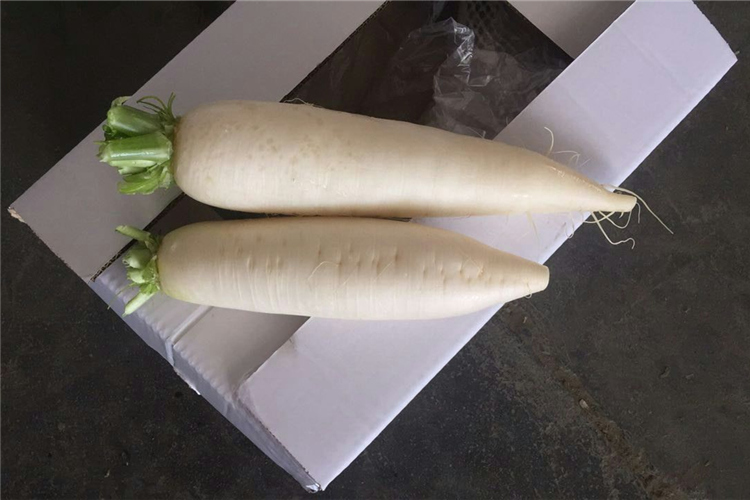 fresh white radish(图1)