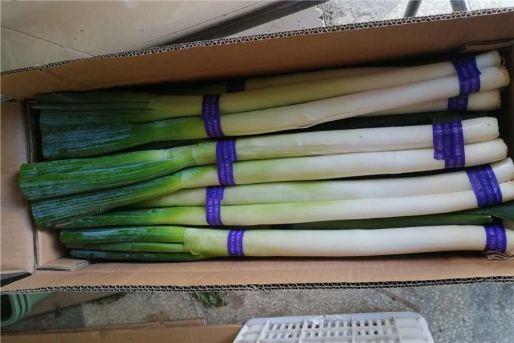 fresh leek(图1)