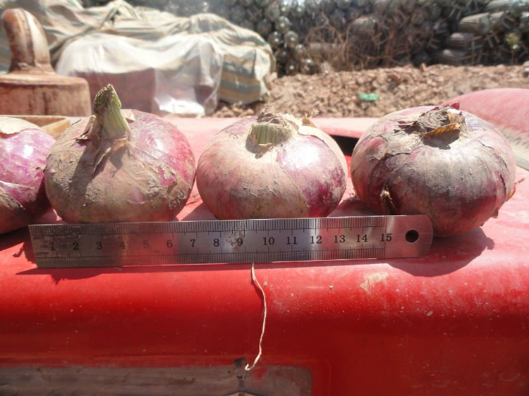 fresh red onion(图1)