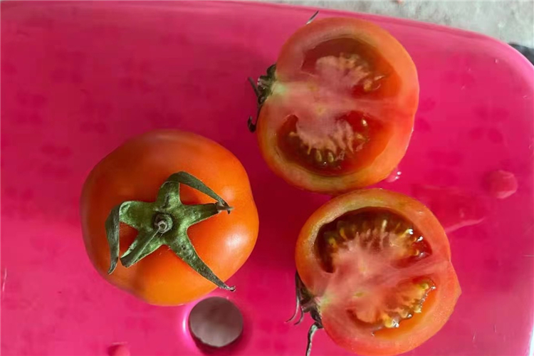 TOMATO(图1)