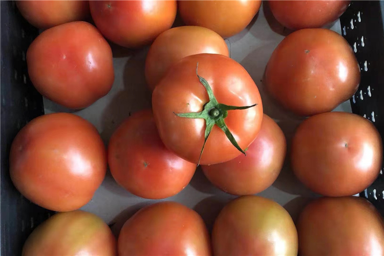 TOMATO(图2)